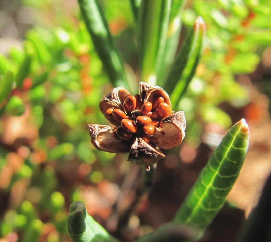 Изображение особи Andromeda polifolia.