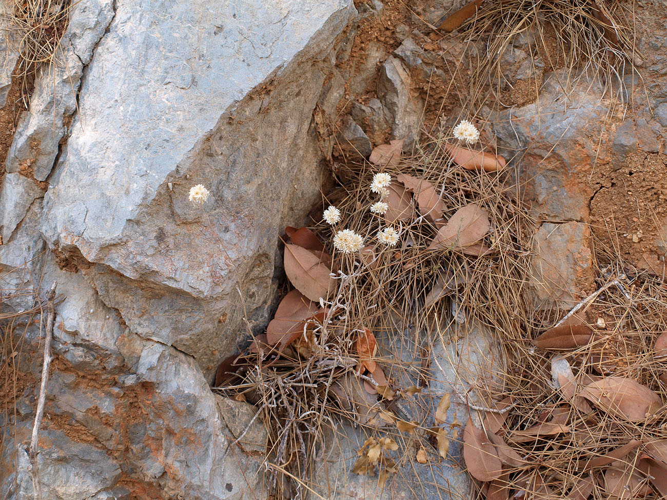 Image of Helichrysum pamphylicum specimen.