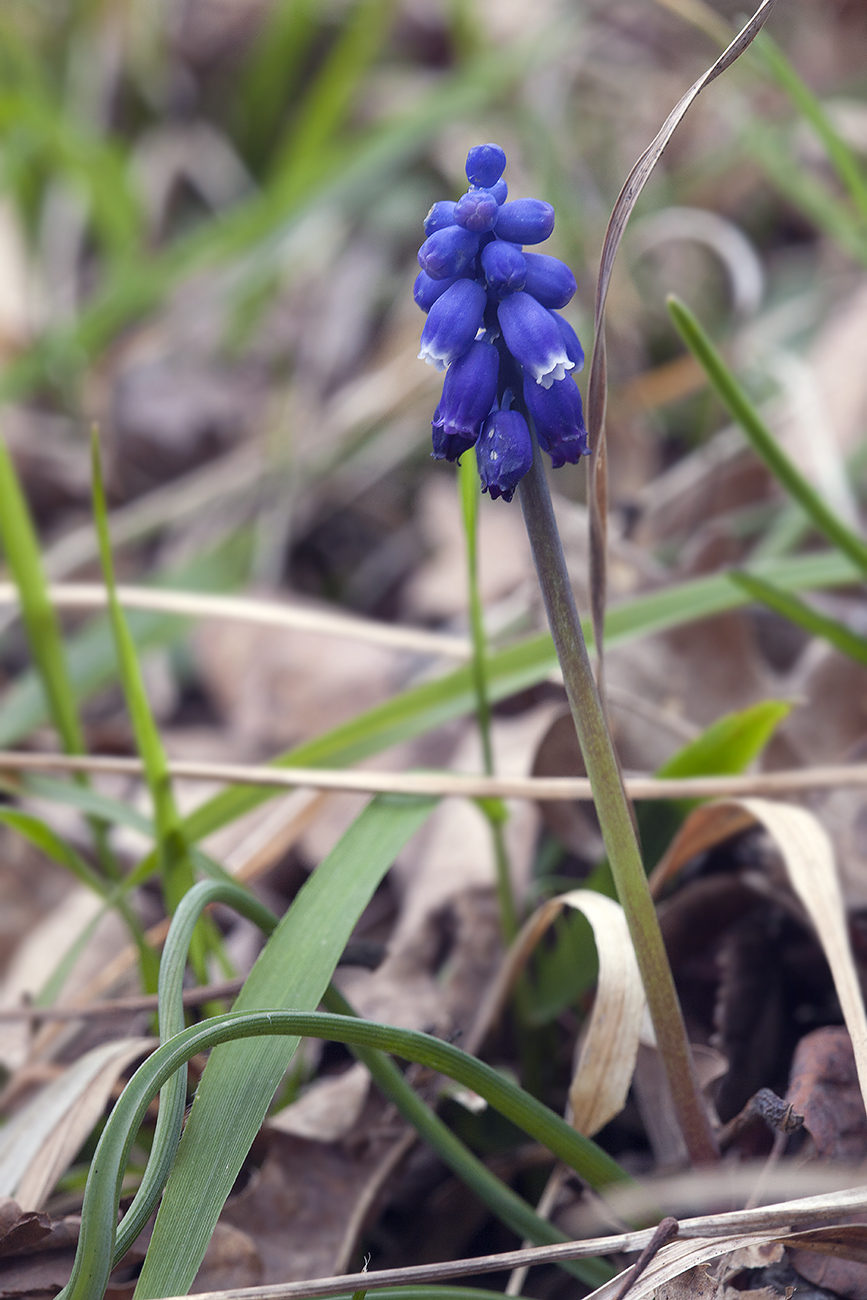 Изображение особи Muscari dolichanthum.