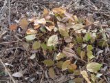 Epimedium × cantabrigiense. Перезимовавшее растение. Тверская обл., г. Тверь, Заволжский р-н, мкр-н Соминка, берег руч. Соминка, ивняк. 07.04.2019.