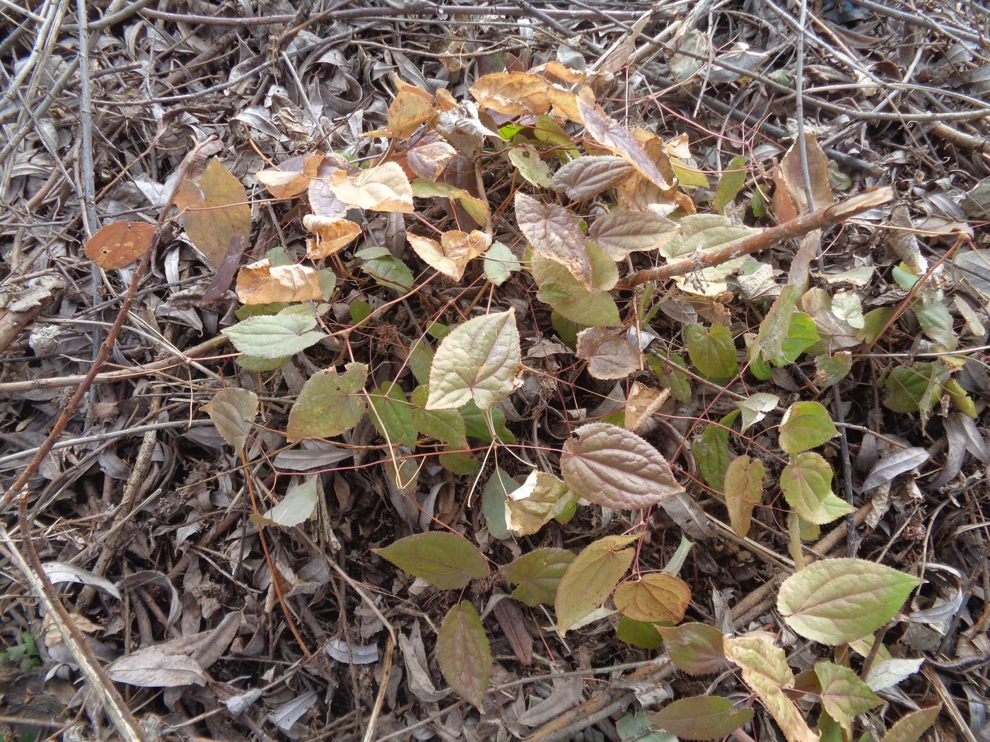 Image of Epimedium &times; cantabrigiense specimen.