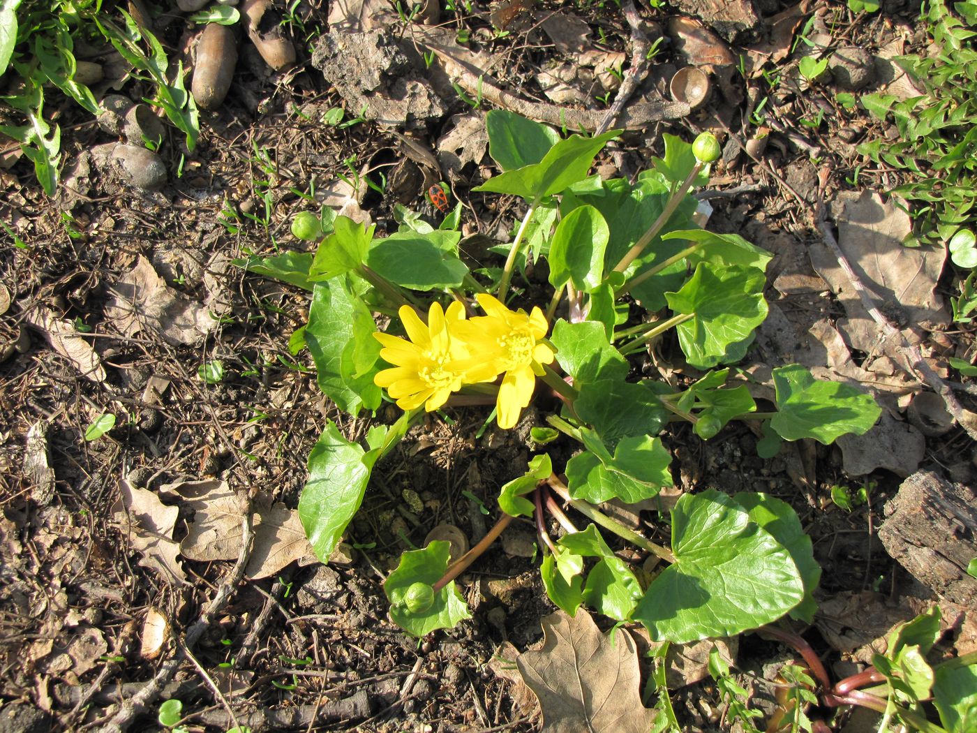 Image of Ficaria verna specimen.