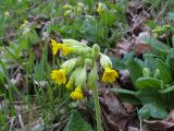 Primula veris