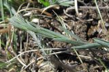 Linum austriacum. Верхушка молодого побега. Дагестан, Левашинский р-н, окр. с. Леваши, ок. 1400 м н.у.м., каменистое место. 26.04.2019.