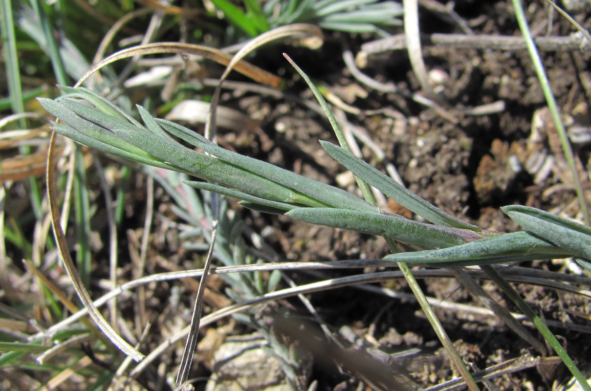 Изображение особи Linum austriacum.