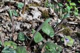 род Polygonatum