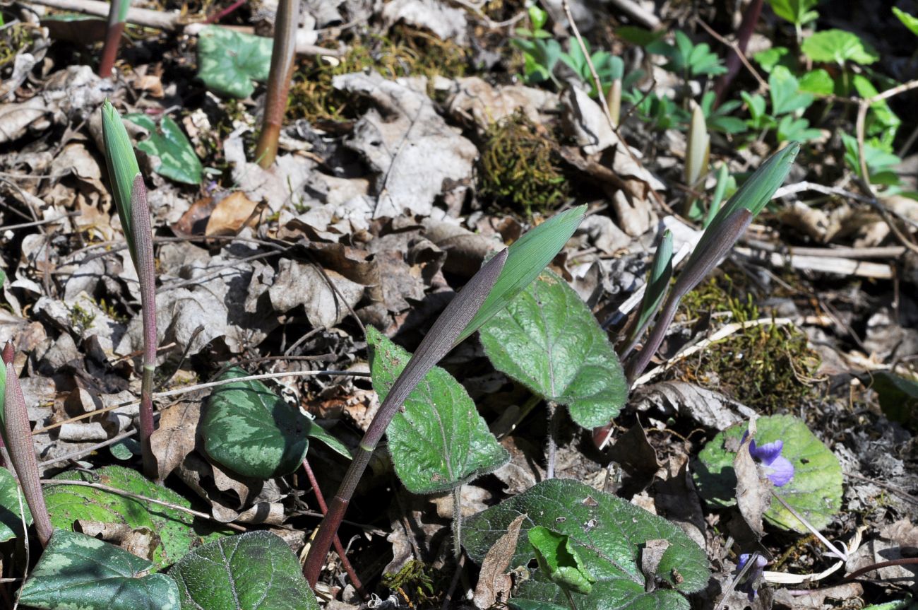 Image of genus Polygonatum specimen.