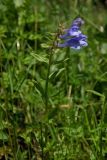 Scutellaria hastifolia