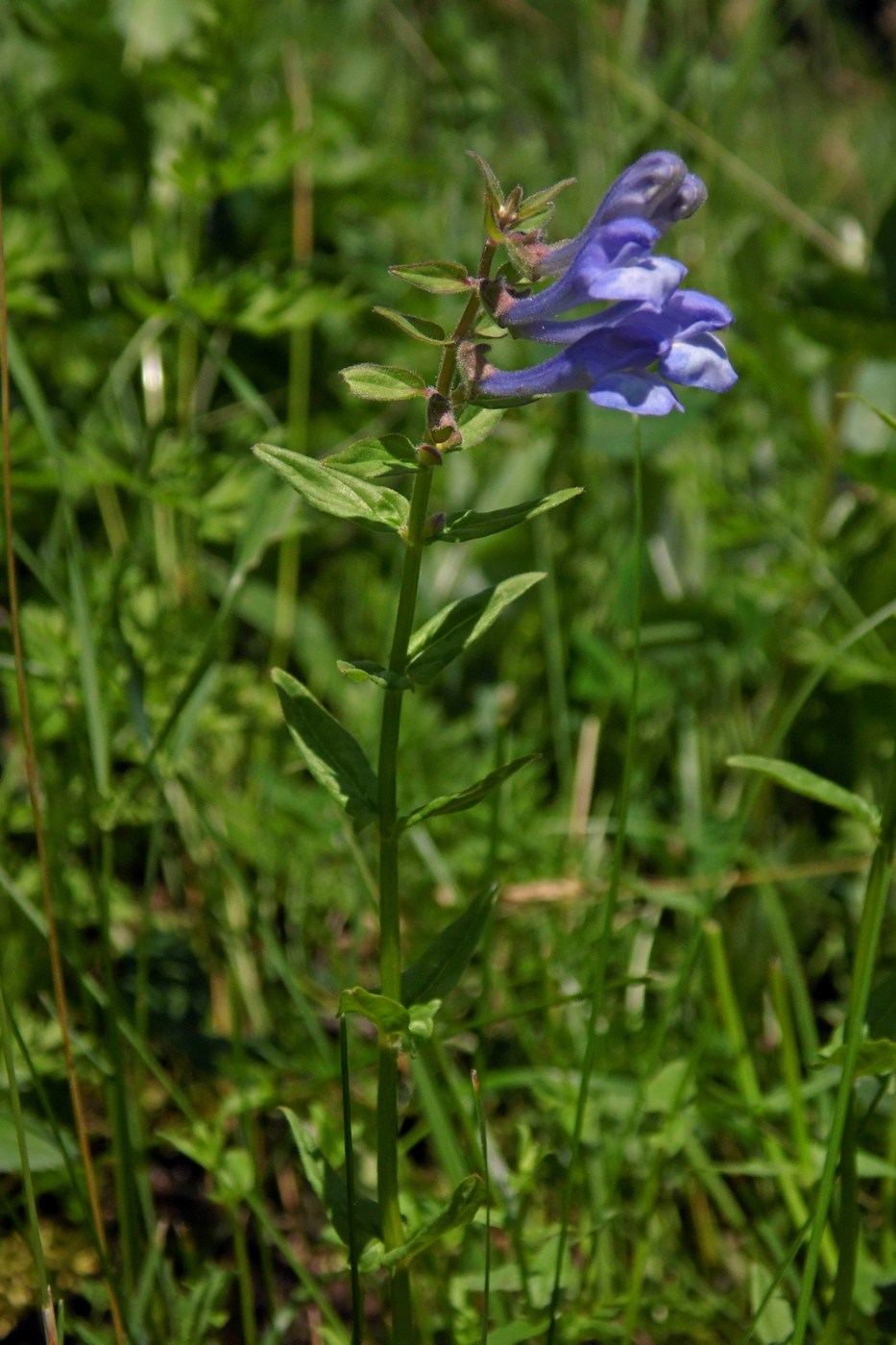 Изображение особи Scutellaria hastifolia.