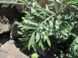 genus Scabiosa