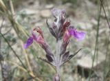 Teucrium canum. Часть соцветия. Дагестан, окр. с. Талги, сухой известняковый склон. 05.06.2019.