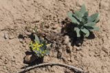 Haplophyllum ferganicum. Цветущее и вегетирующее растения. Узбекистан, Наманганская обл., Янгикурганский р-н, окр. пгт Янгикурган, сев. берег Эскиерского вдх., глинистый склон. 14.05.2019.