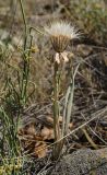 genus Scorzonera. Плодоносящее растение с пораженным стеблем в сообществе с Ephedra. Челябинская обл., Кизильский р-н, Богдановское сельское поселение, окр. пос. Грязнушинский, долина р. Урал, верхушка прибрежного скальника, степь. 13 июня 2019 г.