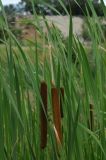 Typha &times; glauca