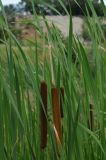 Typha × glauca