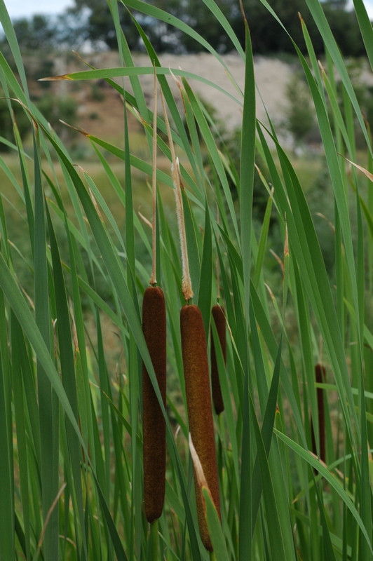 Изображение особи Typha &times; glauca.