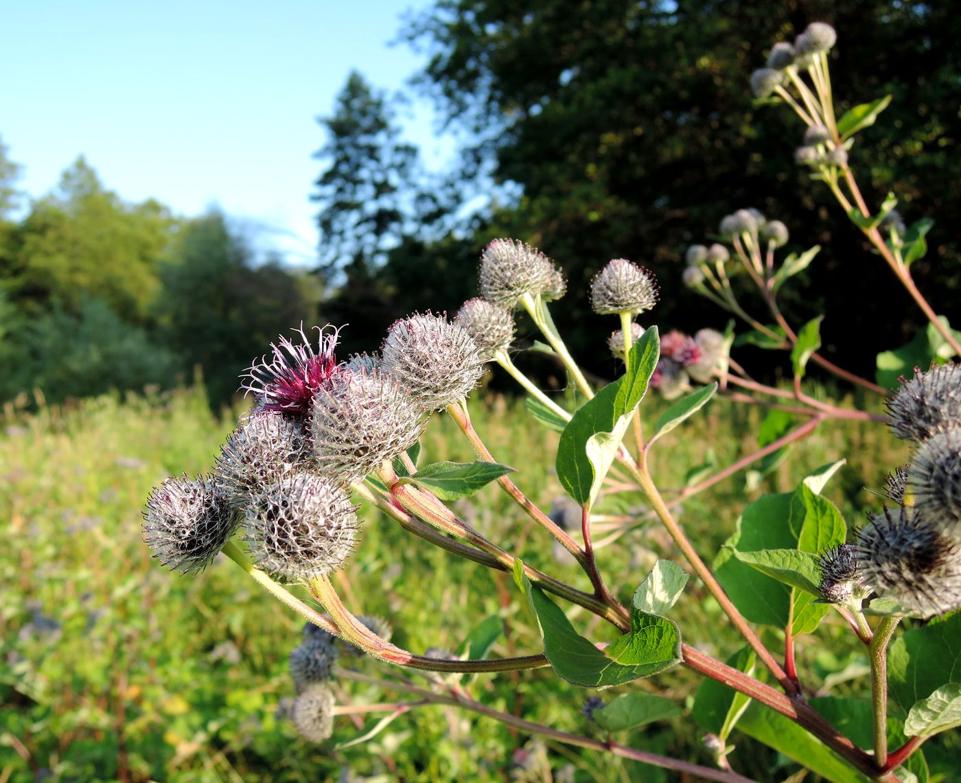 Изображение особи Arctium tomentosum.