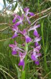 Dactylorhiza salina
