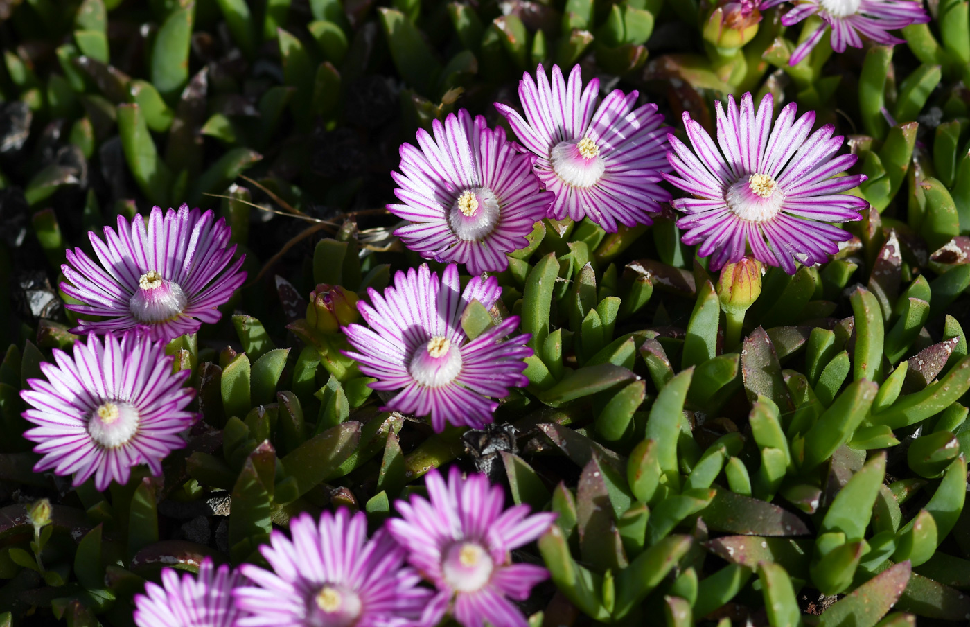 Image of Ruschia lineolata specimen.