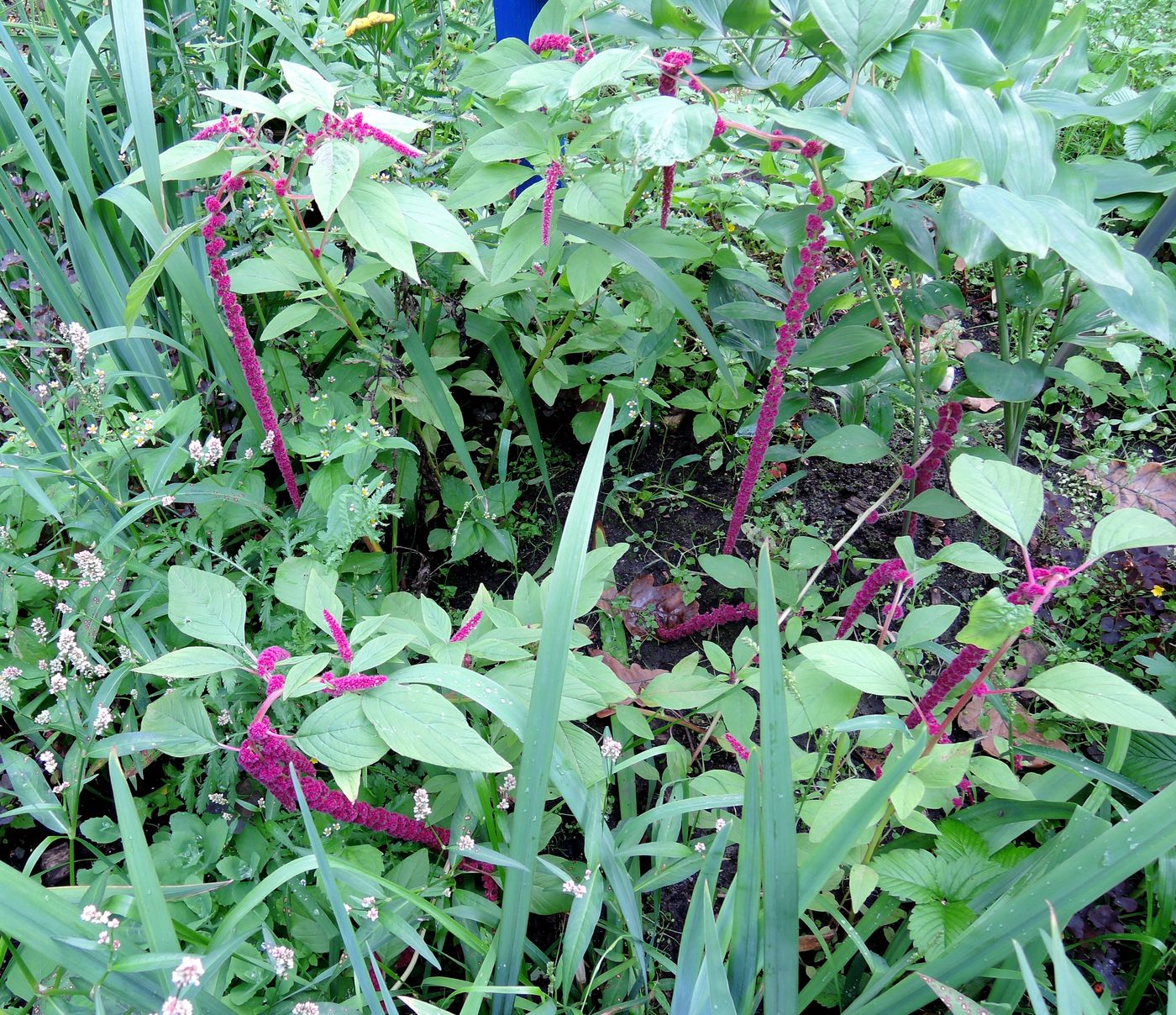 Изображение особи Amaranthus caudatus.