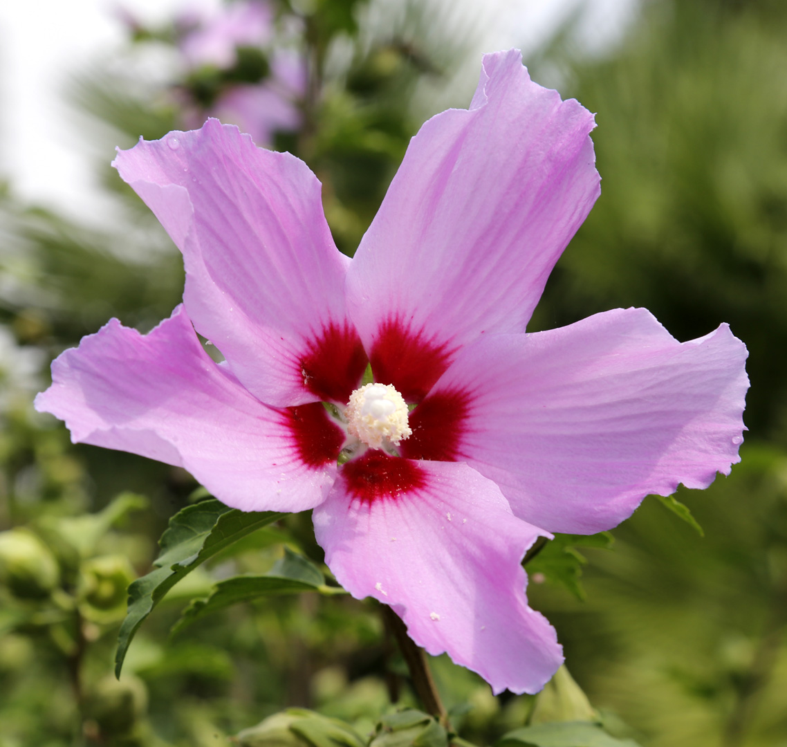 Image of Hibiscus syriacus specimen.