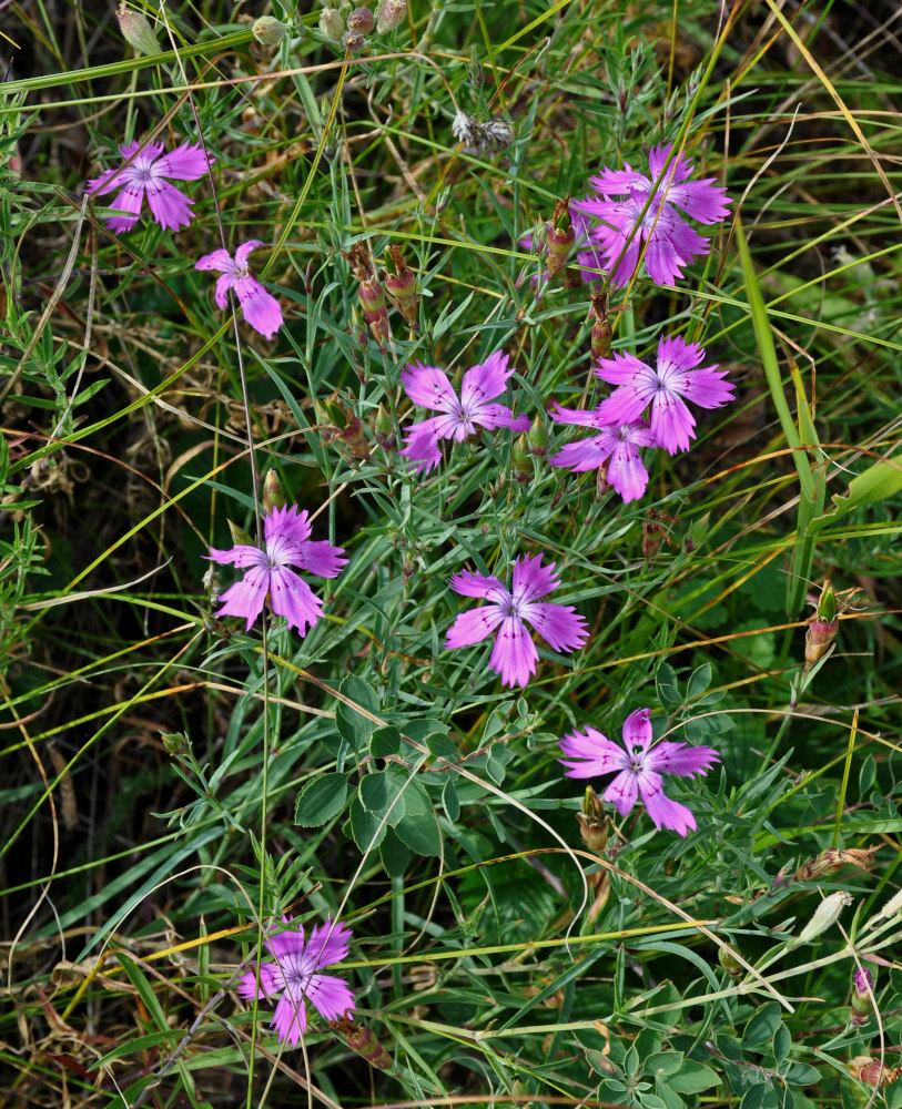 Изображение особи Dianthus versicolor.