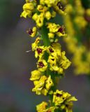 Verbascum nigrum. Часть соцветия. Челябинская обл., Миасский гор. округ, берег оз. Тургояк, луговой склон. 05.08.2019.