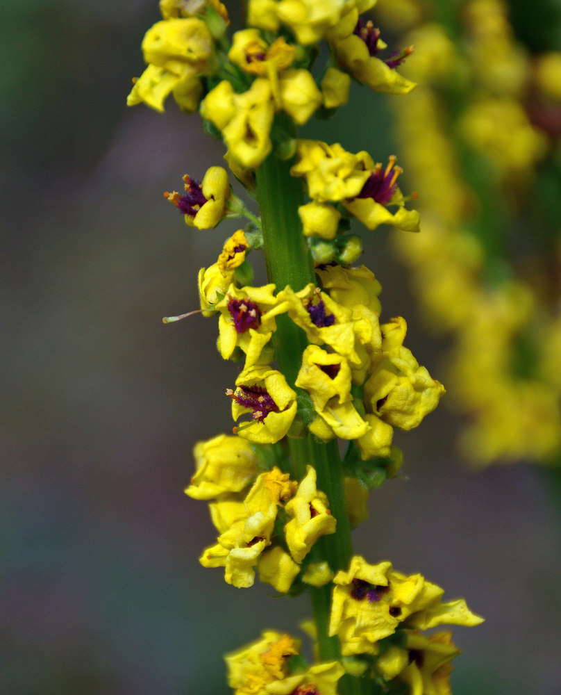 Изображение особи Verbascum nigrum.