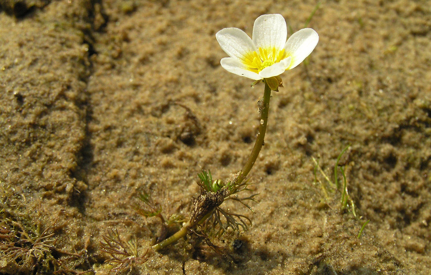 Image of genus Batrachium specimen.