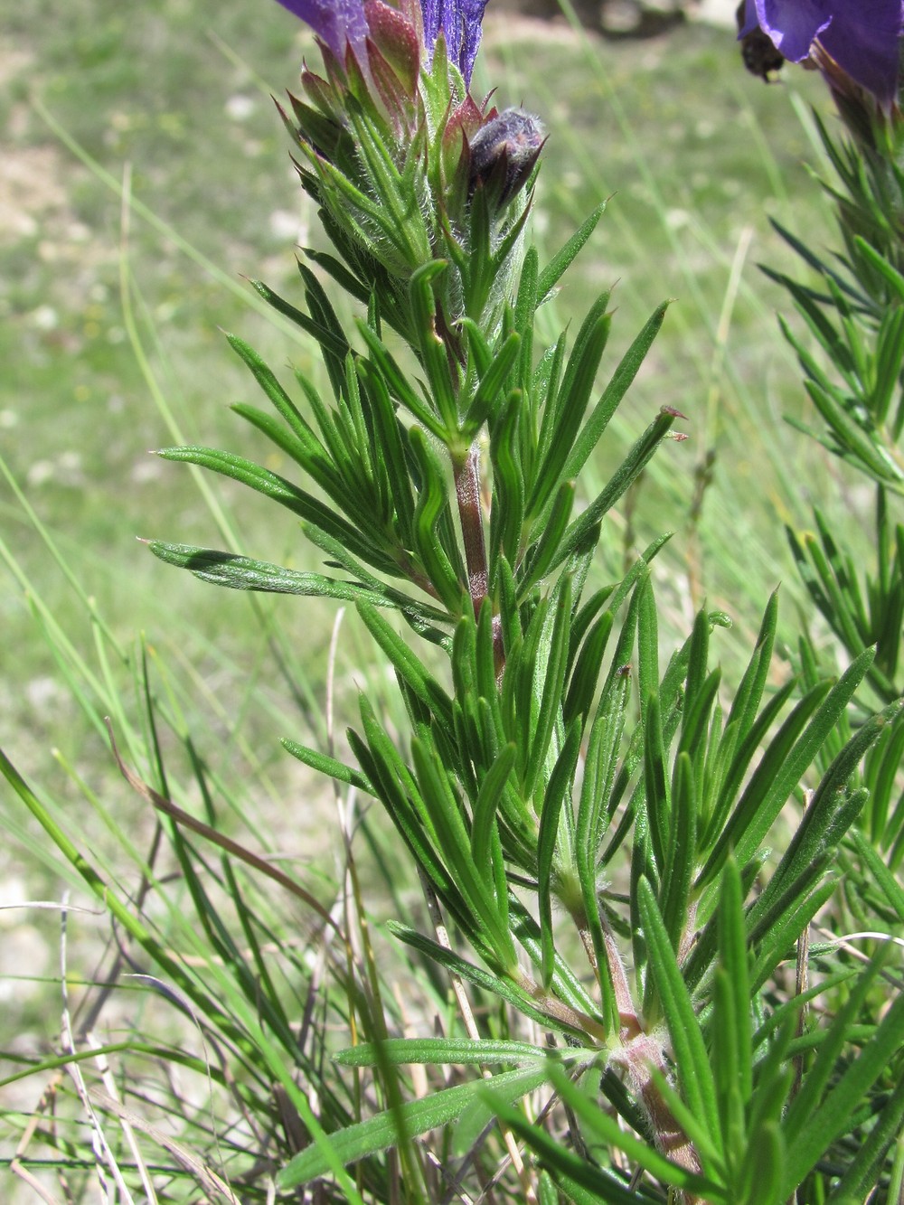 Image of Dracocephalum austriacum specimen.