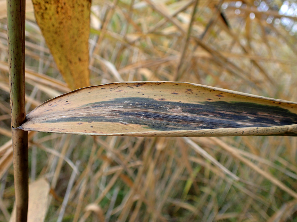 Изображение особи Phragmites australis.