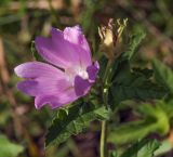 Malva thuringiaca