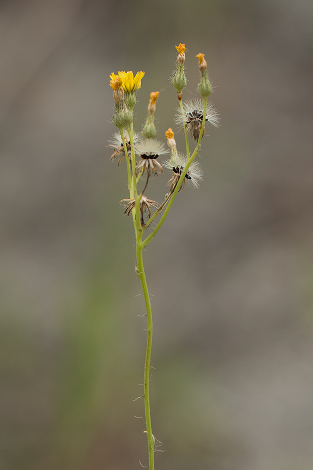 Image of genus Pilosella specimen.