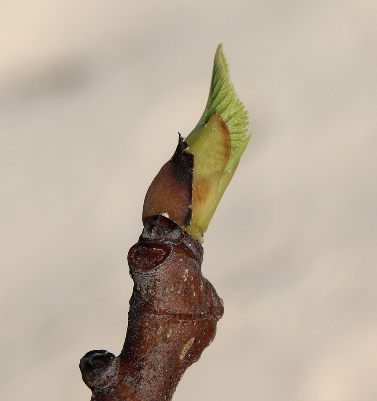 Изображение особи Ficus carica.