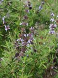 Salvia brandegeei. Верхушка цветущего растения. США, Калифорния, Санта-Барбара, ботанический сад. 27.02.2017.