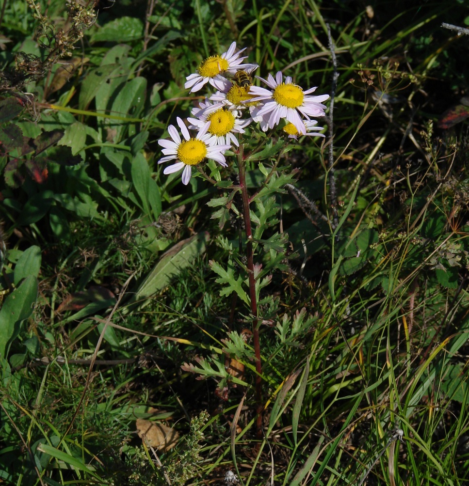 Image of genus Chrysanthemum specimen.