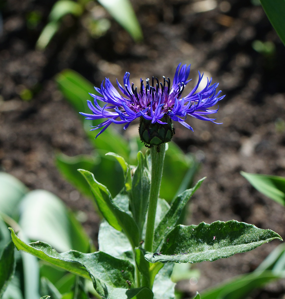 Изображение особи Centaurea montana.
