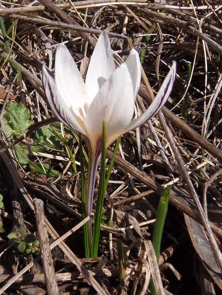 Изображение особи Crocus reticulatus.