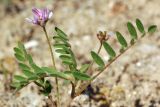 Astragalus filicaulis