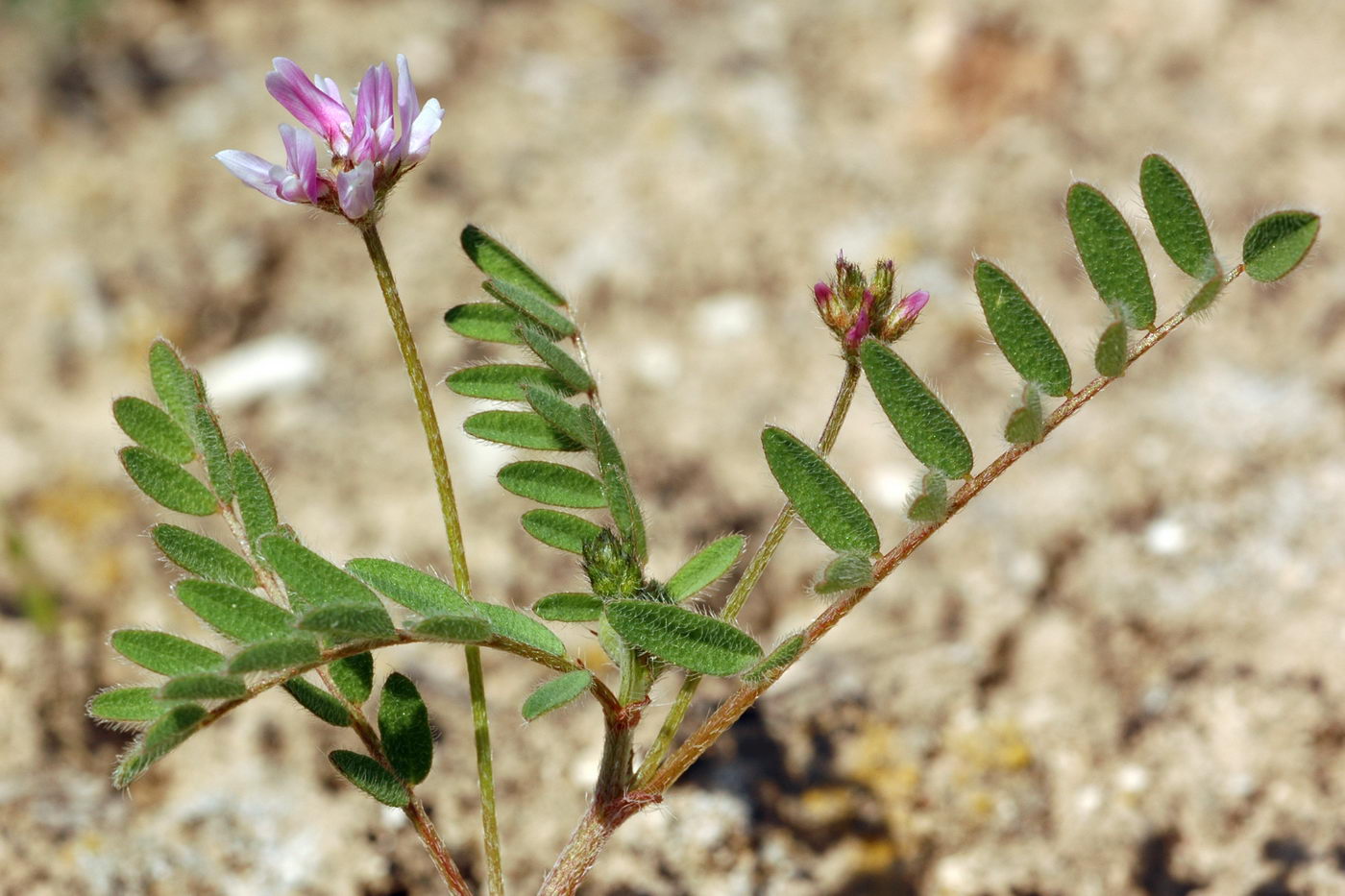 Изображение особи Astragalus filicaulis.