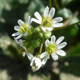 Erophila verna