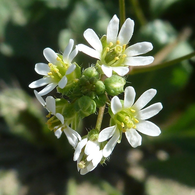 Изображение особи Erophila verna.