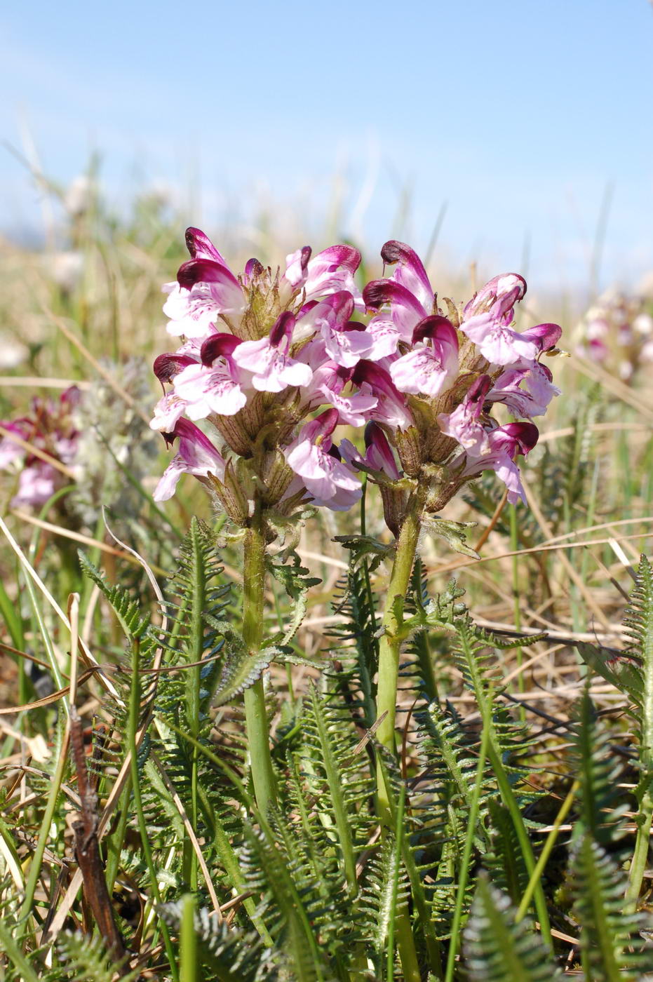 Image of Pedicularis interioroides specimen.