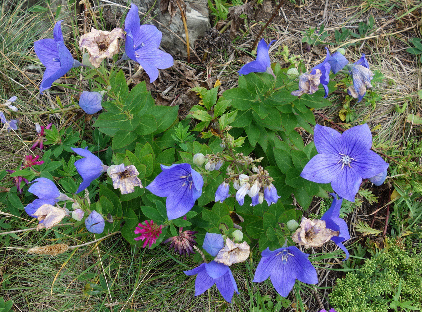 Изображение особи Platycodon grandiflorus.