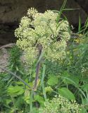 Archangelica officinalis