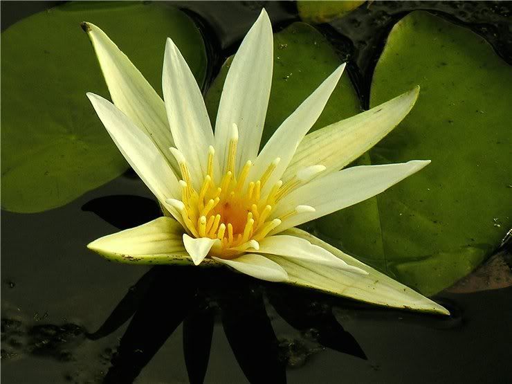 Image of Nymphaea mexicana specimen.