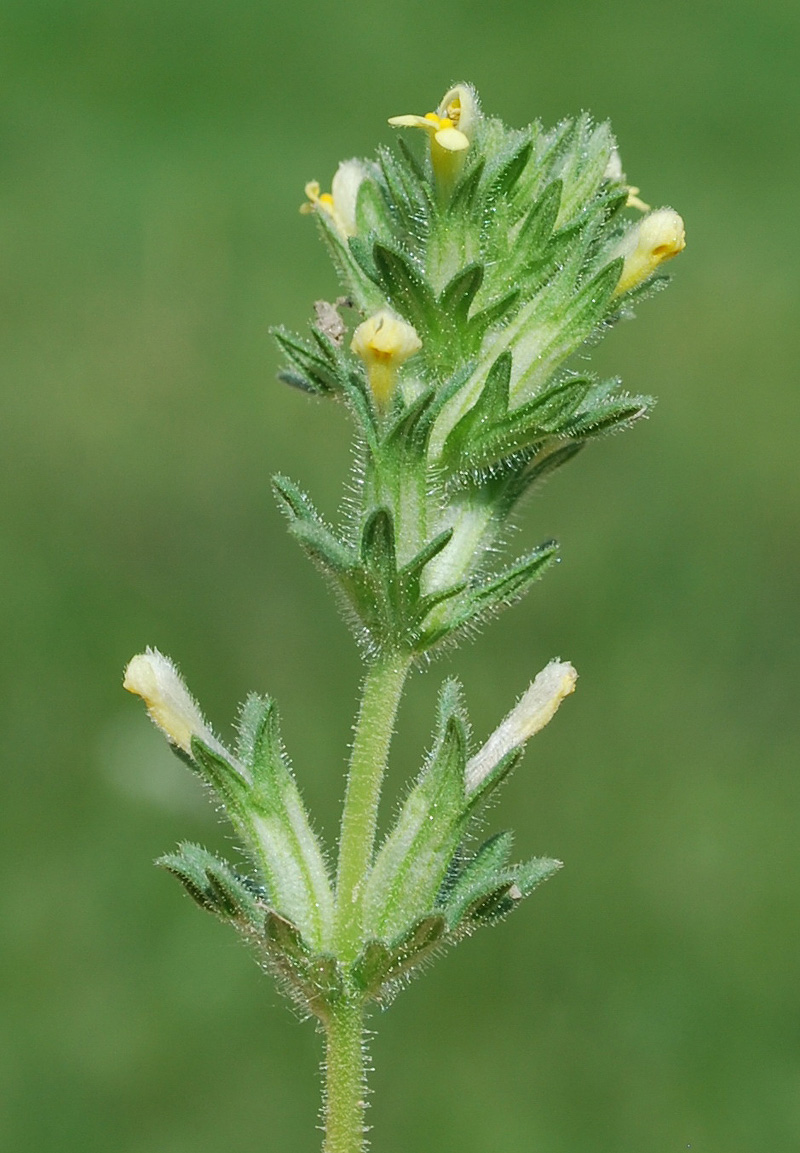 Image of Parentucellia flaviflora specimen.