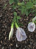 Clitoria mariana