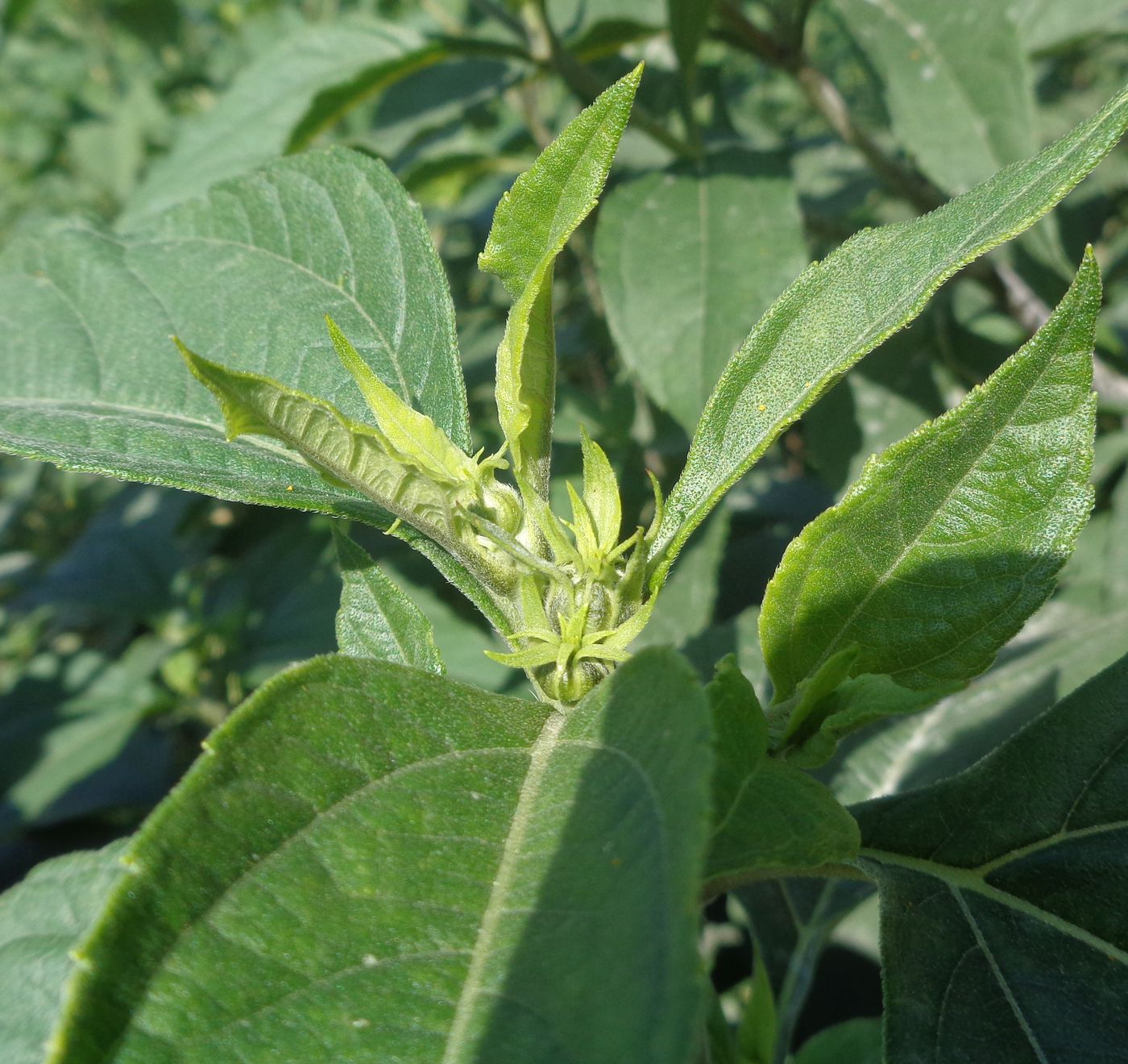 Изображение особи Helianthus tuberosus.