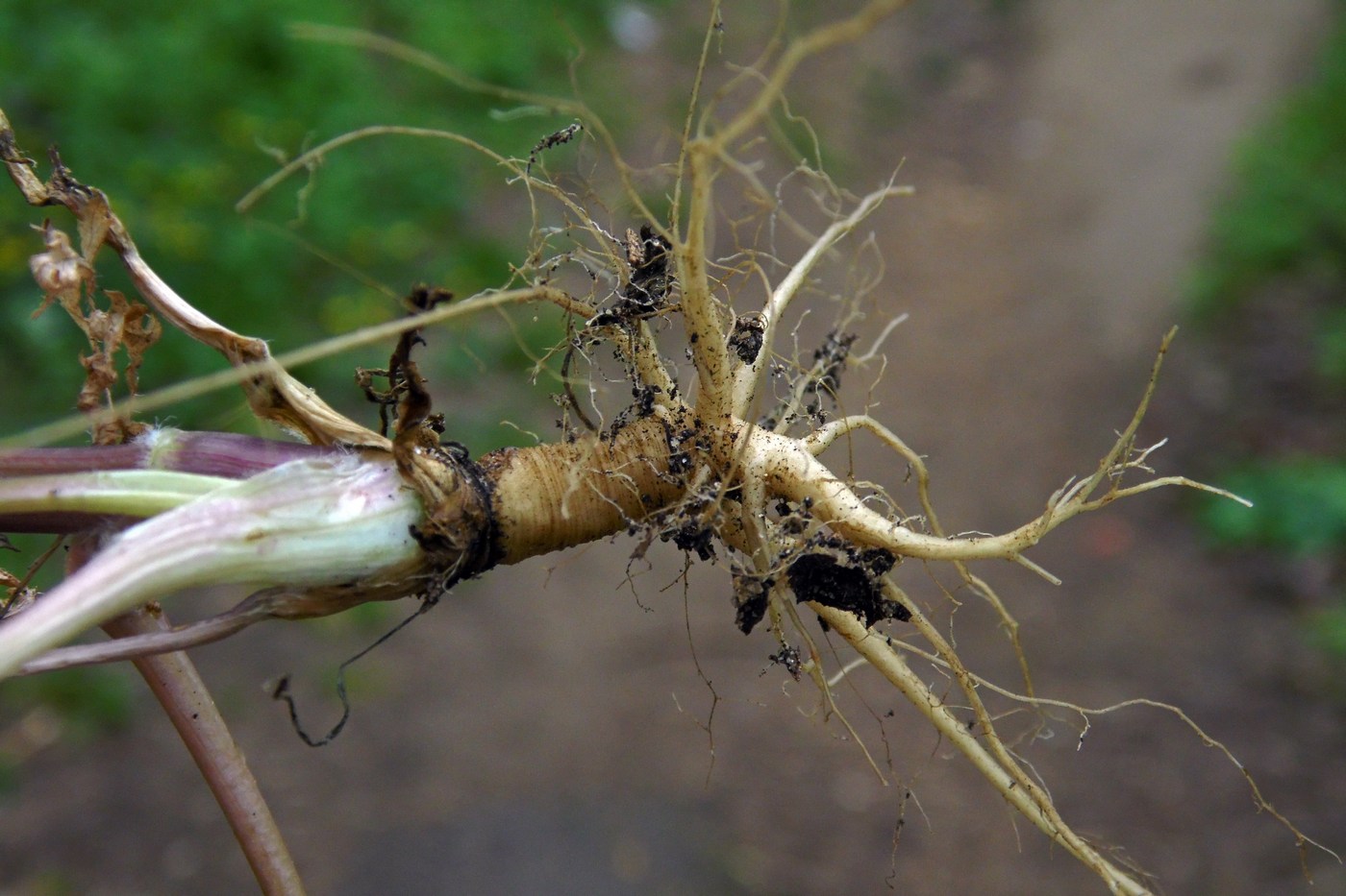 Изображение особи Anthriscus cerefolium.